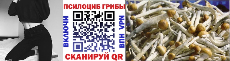 Галлюциногенные грибы Psilocybine cubensis  Купить закладки  Кызыл 